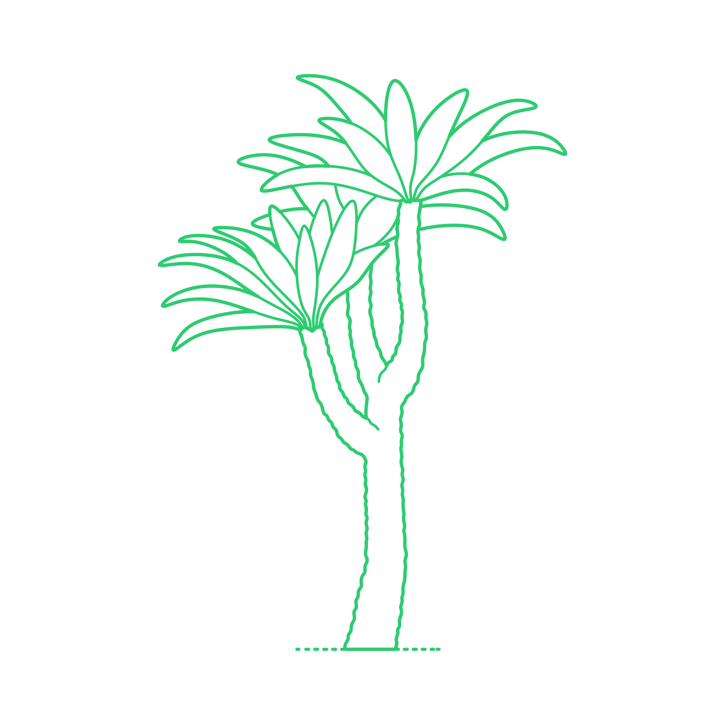 Plants Cycads Nepal Cycas Outline Svg Vector Free Vectors